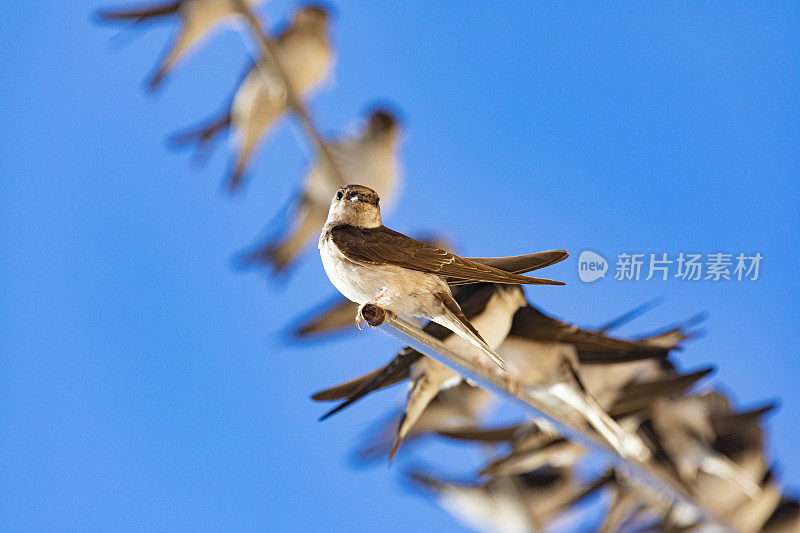 谷仓燕子(Hirundo rustica)靠近。躺在破衣架上